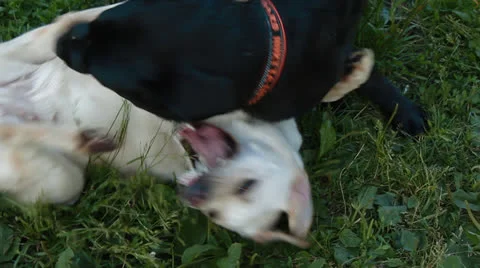 Two labrador playing in the park Stock Footage 25160144