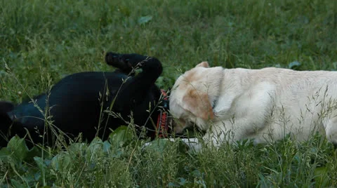 Two labrador playing in the park Stock Footage 25160522