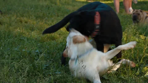 Two labrador playing in the park Stock Footage 25160734