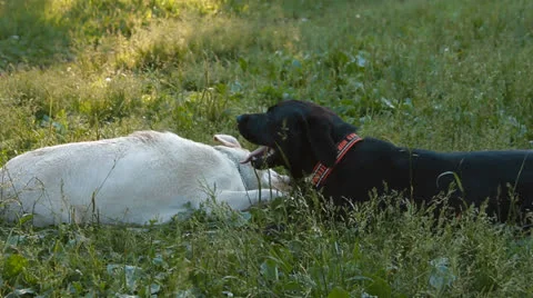 Two labrador playing in the park Stock Footage 25161017