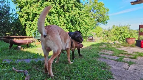 Two Labrador retriever, Canis lupus familiaris hopping around and fighting Stock Footage 344462195