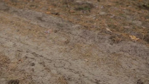 Two labrador retrievers walking in forest with female owner Stock Footage 161228831