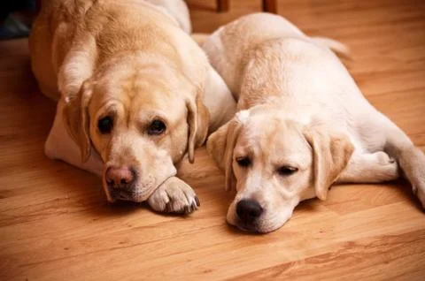 Two labradors Stock Photos