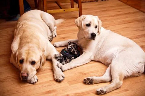 Two labradors Stock Photos