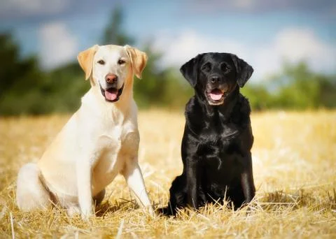 Two labradors Stock Photos