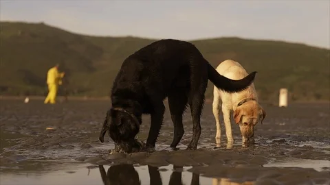 Two labradors play at low tide while owner works in background. Stock Footage 88369179