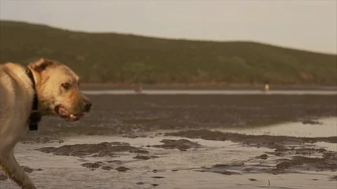 Two labradors playing at beach. Stock Footage 88369189