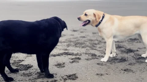 Two Labradors playing at the beach. One black, one yellow, one old one young Stock Footage 277923410