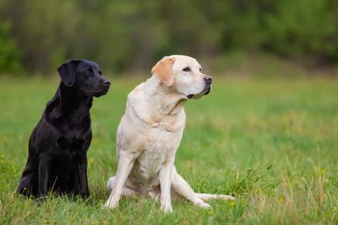 Two Labradors Retriver on a spring meadow Stock Photos