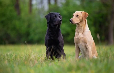 Two labradors sitting on a spring meadow Stock Photos