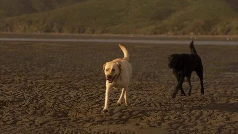 Two labradors walking along beach. Stock Footage 88369186