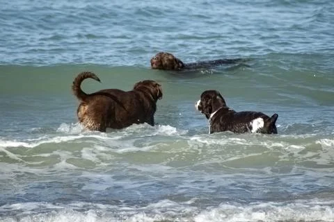Two labs and a springer spaniel playing in the waves at the beach Stock Photos