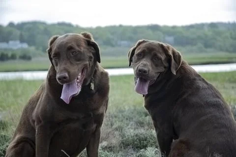 Two labs in marsh Stock Photos