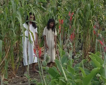 Two Lacandon men offspring of the Maya in a Milpa Stock Footage 46376079