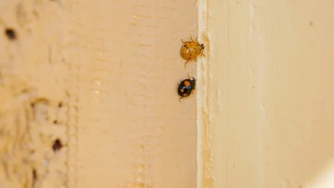 Two lady birds with different patterns crawling along the side of a cream Stock Footage 118831897
