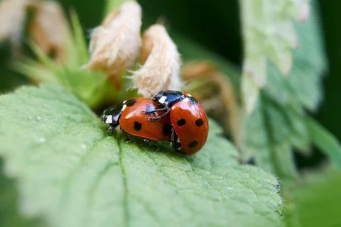 Two ladybirds mating on the leaf Stock Photos