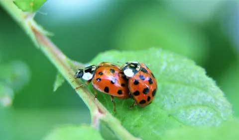 Two ladybirds mating Stock Photos