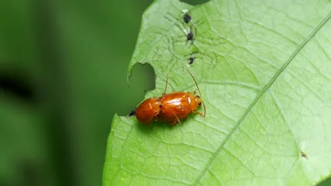 Two ladybug beetles mate on a leaf of  bush, one of them orange and without d Stock Footage 204848164