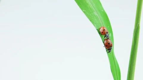 Two ladybug metting on the green grass Stock Footage 52770615