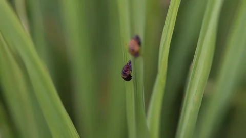 Two ladybug pupae clinging to a slender green blade of grass. Stock Footage 301081929