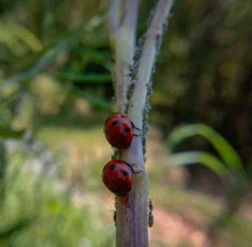 Two ladybug on a small branch and their small children Stock Photos