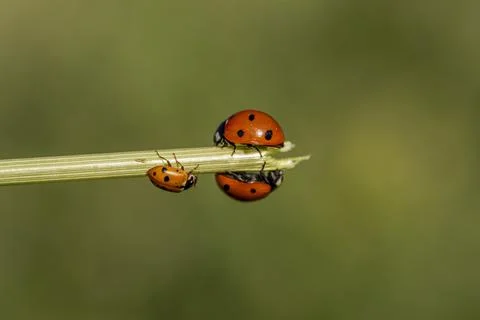 Two ladybugs are on a leaf Stock-Fotos