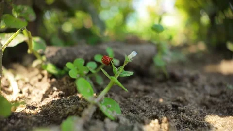 Two ladybugs attempting to mate on young plant, macro slow motion 4K Stock Footage 307592511
