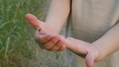 Two ladybugs on the children's hands. Stock Footage 276710232