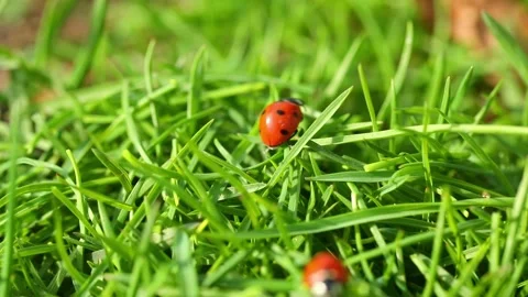Two ladybugs crawl on green grass Stock Footage 220634541