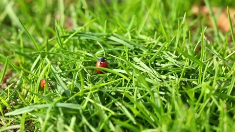 Two ladybugs crawl on the green grass Stock-Footage 221473679