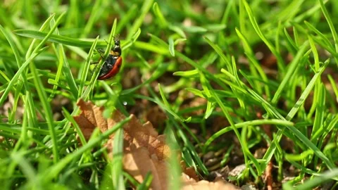 Two ladybugs crawl on green grass Stock Footage 224194468