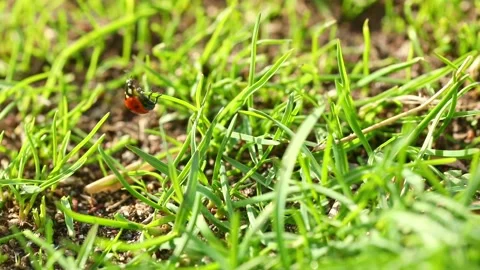 Two ladybugs crawl on green grass Stock Footage 225820045