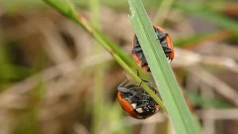 Two ladybugs crawling on crossed green grass stems, panning. 스톡 동영상 336864013