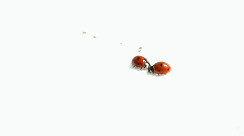 Two ladybugs getting acquainted Stock Footage 38375424