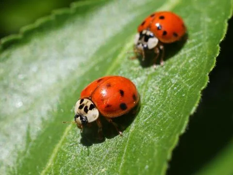 Two Ladybugs on a Leaf Stock Photos
