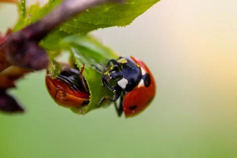 Two ladybugs mating on a green leaf. Close-up macro photography showcasing .. Stock Photos