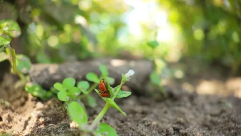 Two ladybugs mating on young plant, macro 30fps slow motion shot Stock Footage 307597156