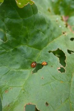 Two ladybugs resting on a green leaf with holes, showing natural insect lif.. Stock Photos
