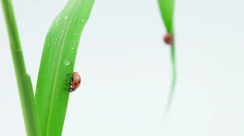 Two ladybugs sits on the green grass Stock Footage 52770490