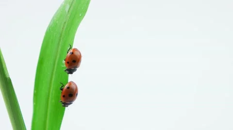 Two ladybugs walking doen on the green grass Stock Footage 52770675