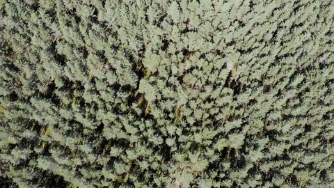 Two Lake in the forest 動画素材 119729648