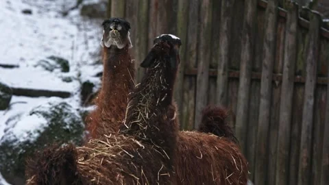 Two Lamas Argue And Spit At Each Other Stock Footage 339083745