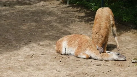 Two Lamas of Guanaco playfully bite and butt each other Stock Footage 232012659