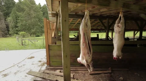 Two lamb carcasses hanging after slaughter Stock Footage 59125137