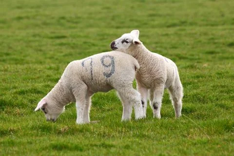 Two lamb Stock Photos