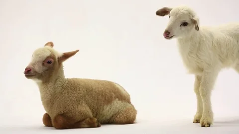 Two lamb (small sheep) isolated on a white background, studio shot Stock Footage