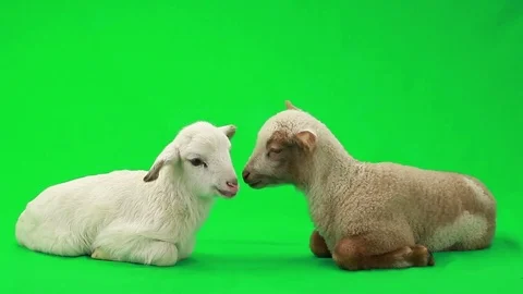 Two lamb (small sheep) isolated  on a green screen, studio shot Stock-Footage 78000265