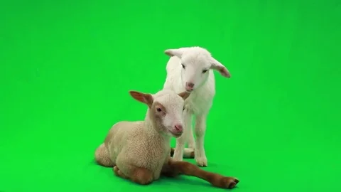 Two lamb (small sheep) isolated on a green screen, studio shot Stock Footage