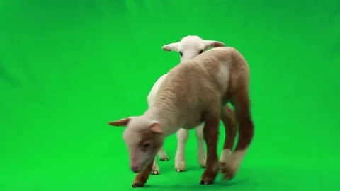 Sheep Green Screen Stock Videos – Royalty-Free HD & 4K Videos | Page 2