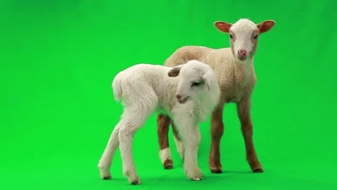 Two lamb (small sheep) isolated  on a green screen, studio shot Vidéo 78000410